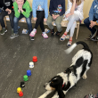 Begegnung mit dem Schulhund